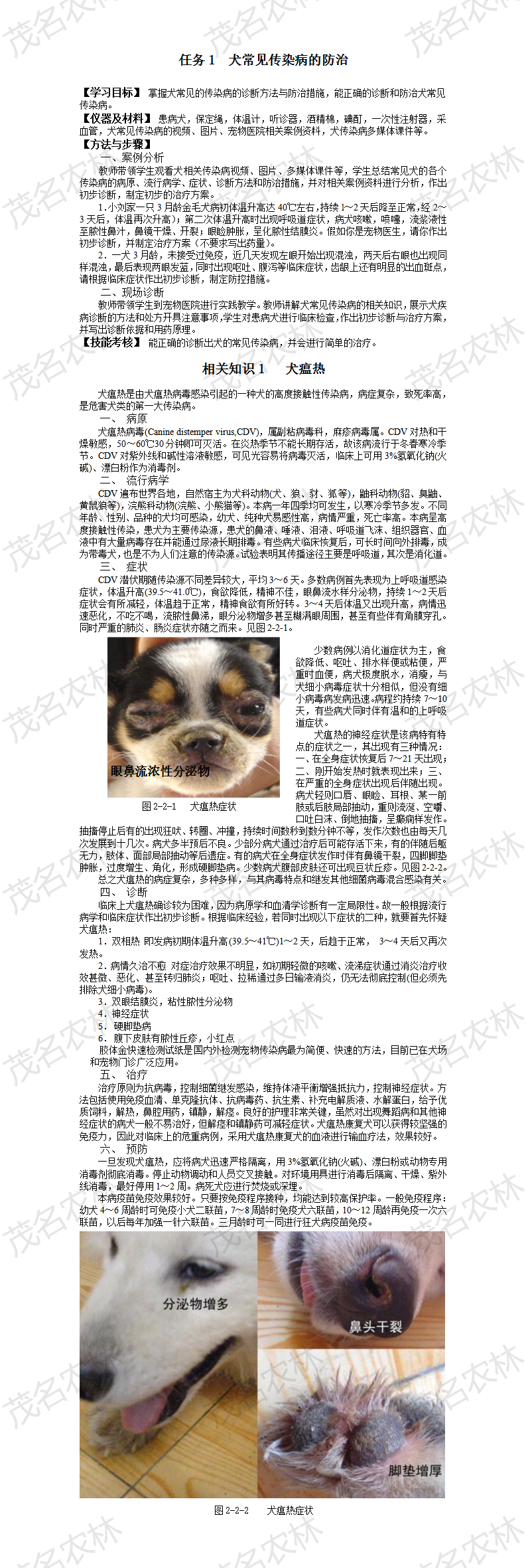 相關知識1   犬瘟熱.png